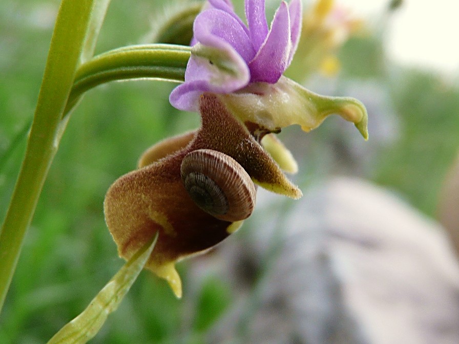 Orchidee e piccoli ospiti